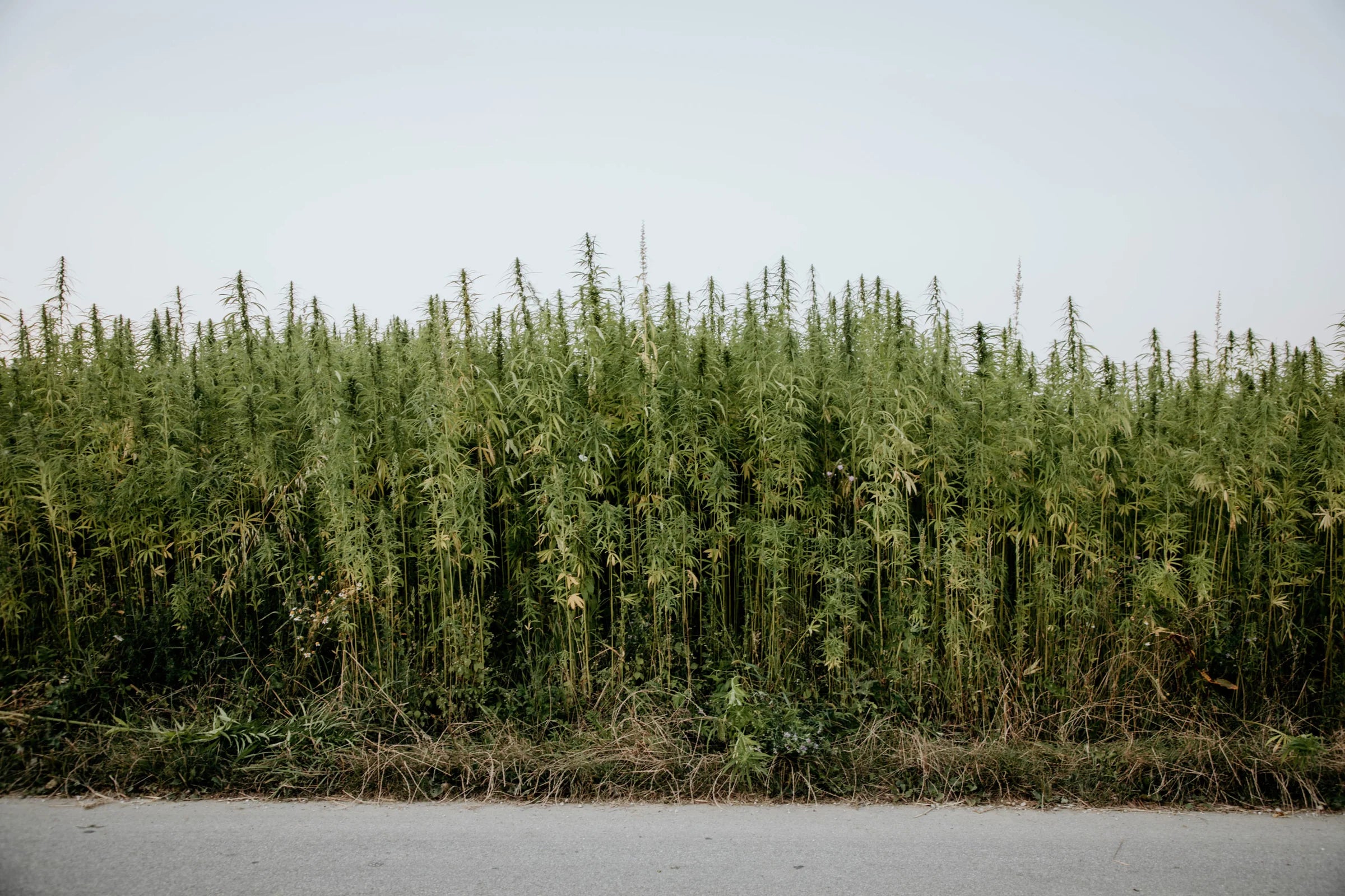 Ein Feld mit blühenden Bio-Hanfpflanzen, angebaut von Genussfux für die Hanfsamen-Produktion.