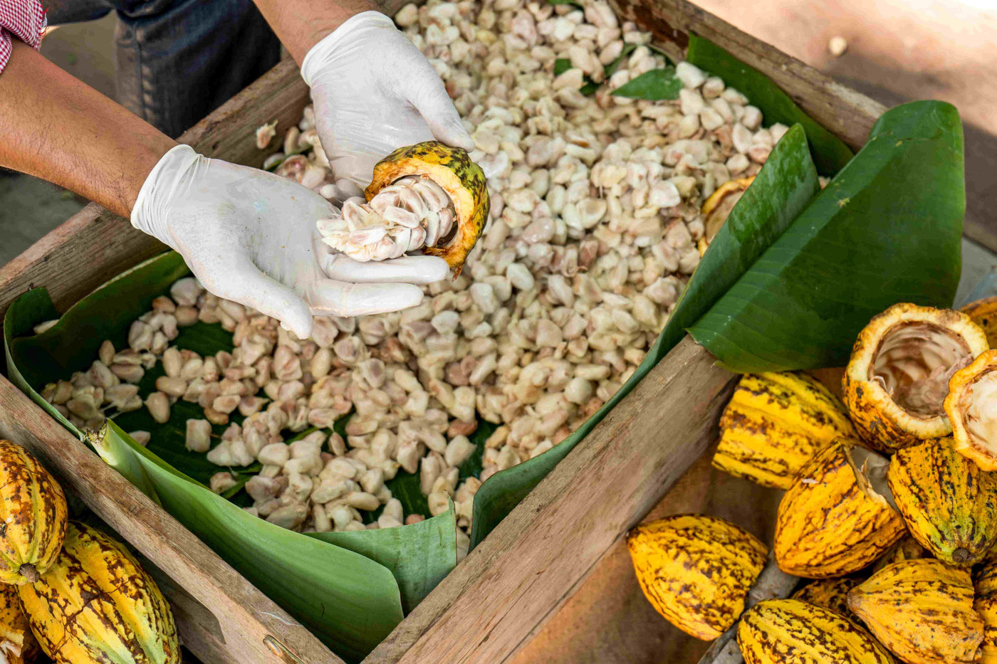 Arbeiter ernten Fairtrade Bio-Kakaobohnen auf einer Plantage in Peru – geöffnete Kakaofrüchte und Bohnen in Holzkiste