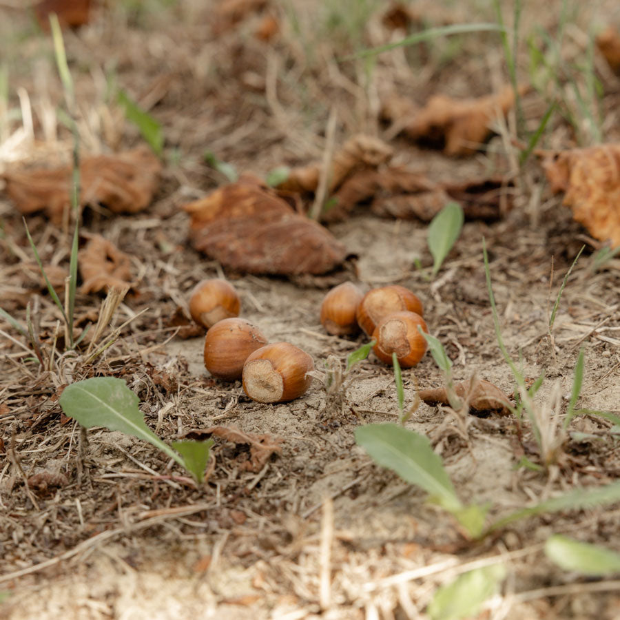 Die Haselnuss: Deine Top-Fragen zu Gesundheit, Hund, Ernte & Herkunft beantwortet
